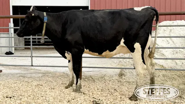 Holstein Cow - Tag 908