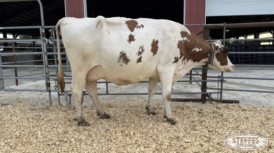 Holstein Cow - Tag 684 Dairy Cattle