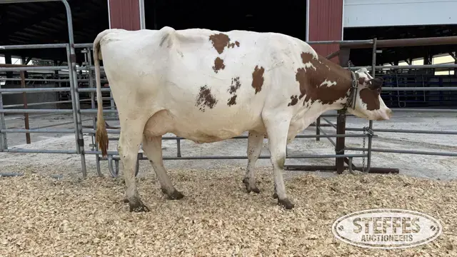 Holstein Cow - Tag 684