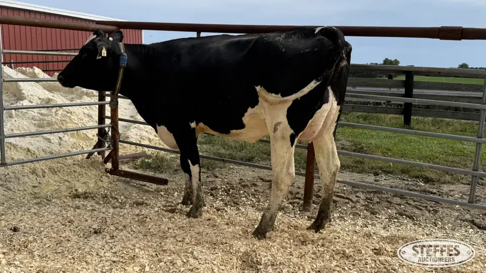 Holstein Cow - Tag 927 Dairy Cattle