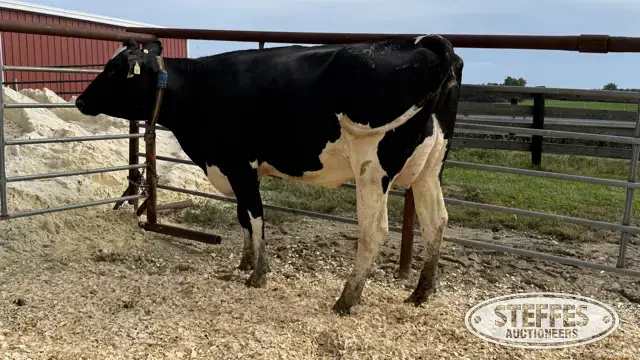 Holstein Cow - Tag 927