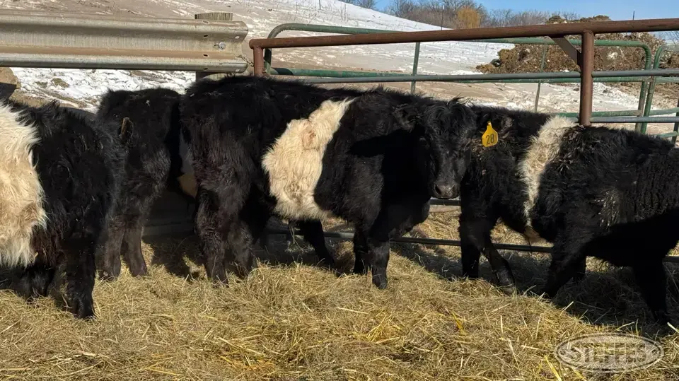(5 Head) Feeder steers Beef Cattle