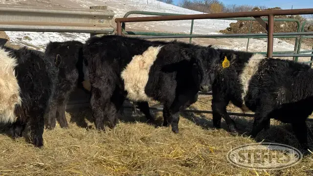 (5 Head) Feeder steers