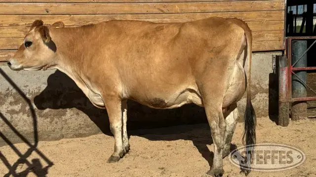 Steffes Group | Van Dell Farms Registered Jersey Dairy