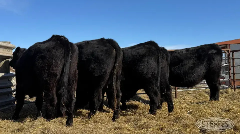 (5 Head) Beef cows Beef Cattle