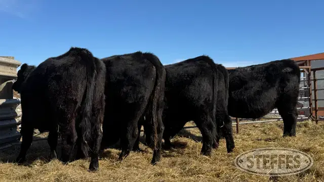 (5 Head) Beef cows