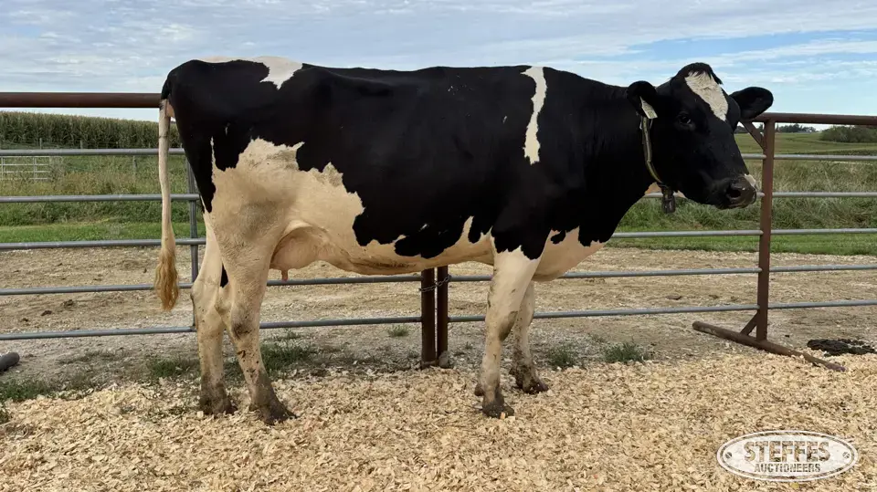 Holstein Cow - Tag 831 Dairy Cattle