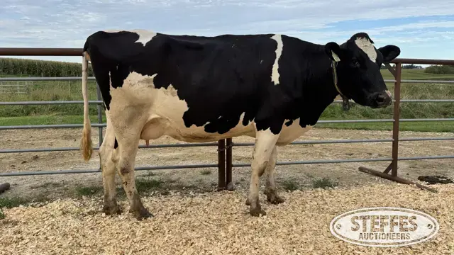 Holstein Cow - Tag 831