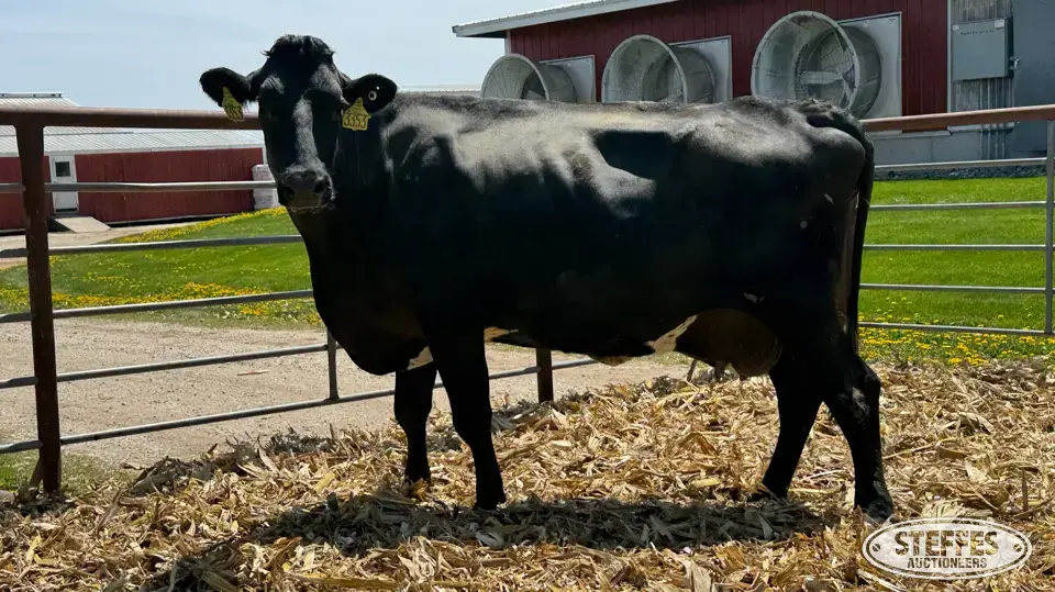 (5) Crossbred Cows Dairy Cattle