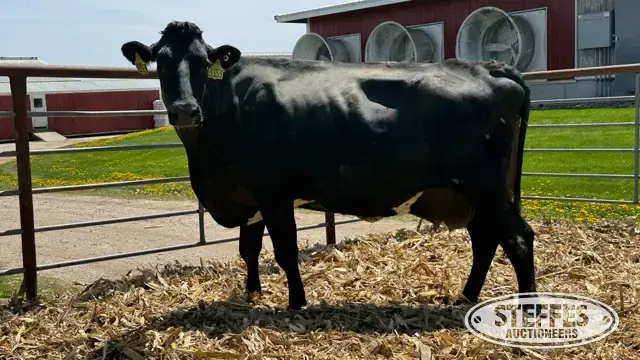 (5) Crossbred Cows