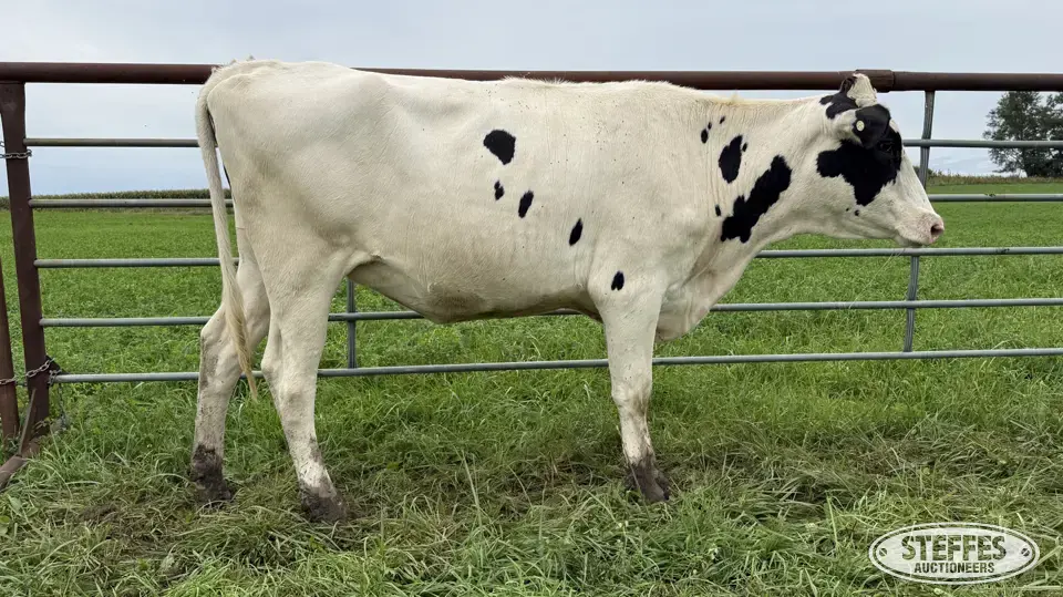 Holstein Bred Heifer - Tag 957 Dairy Cattle