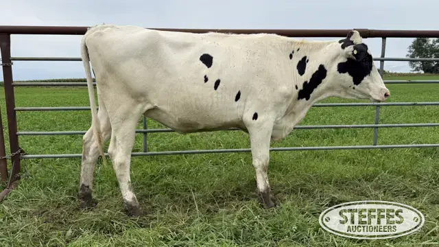 Holstein Bred Heifer - Tag 957