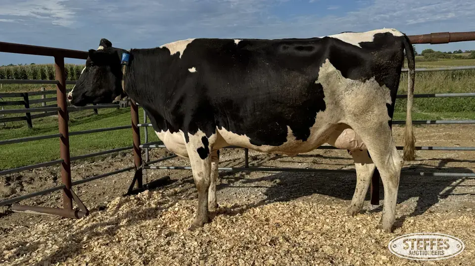 Holstein Cow - Tag 843 Dairy Cattle