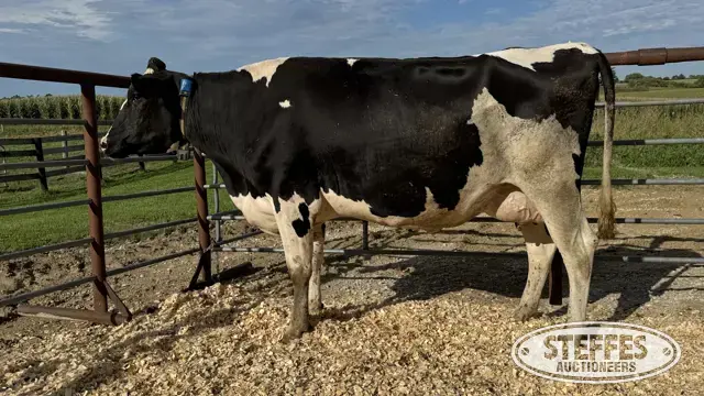 Holstein Cow - Tag 843