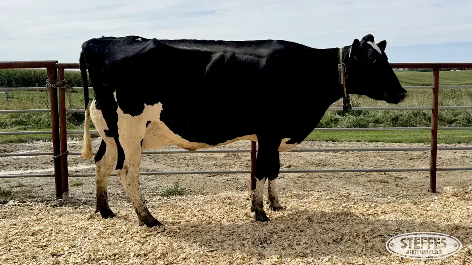 Holstein Cow - Tag 828 Dairy Cattle