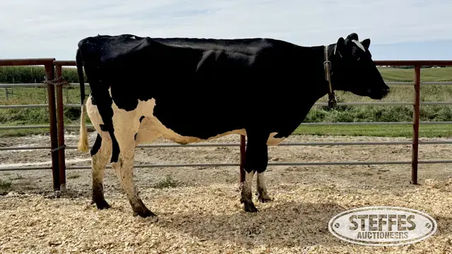 Holstein Cow - Tag 828