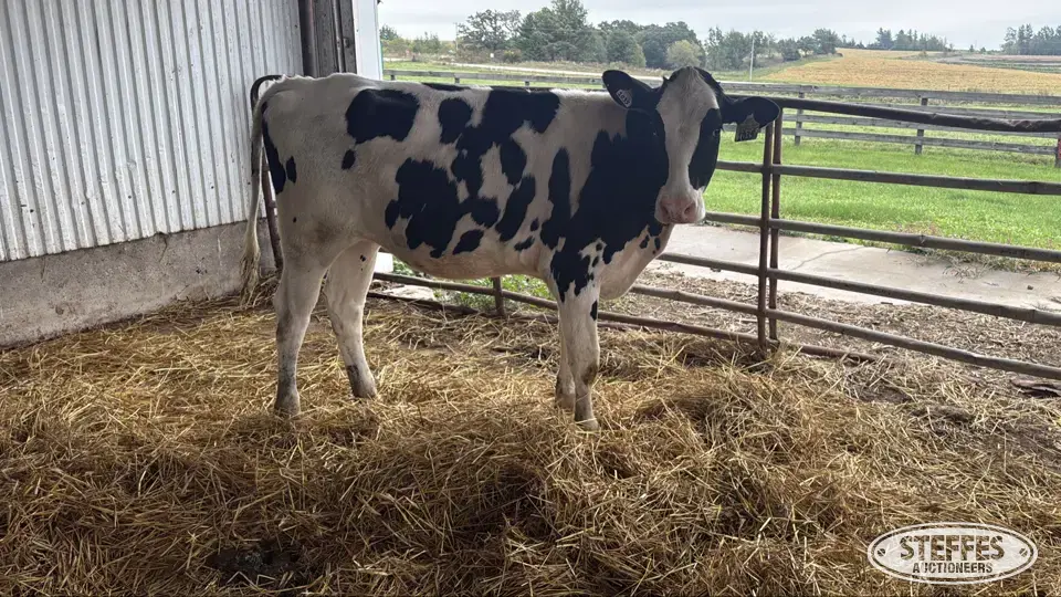Holstein Heifer -Tag 1035 Dairy Cattle