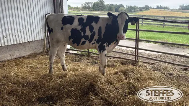 Holstein Heifer -Tag 1035