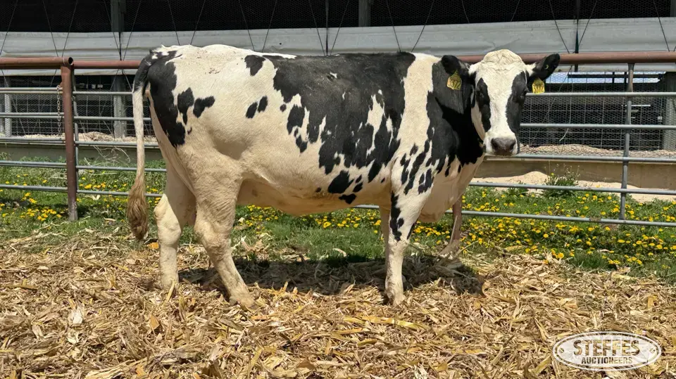 (5) Holstein Cows Dairy Cattle