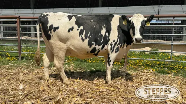 (5) Holstein Cows