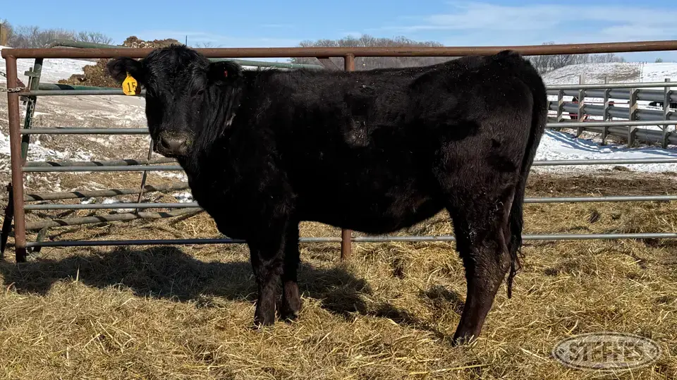 (2 Head) Bred heifers Beef Cattle