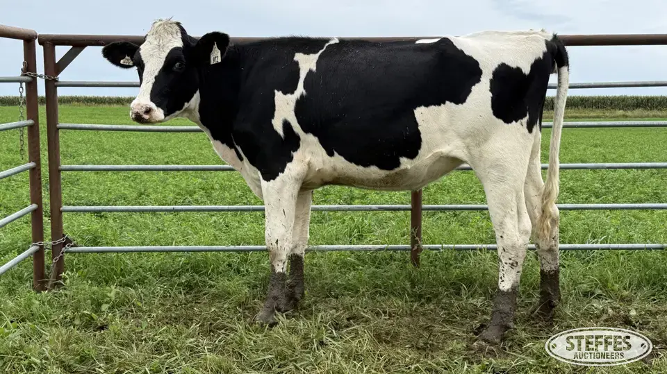 Holstein Bred Heifer - Tag 972 Dairy Cattle
