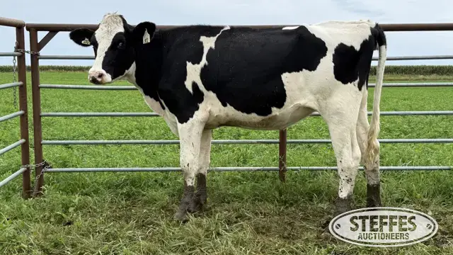 Holstein Bred Heifer - Tag 972