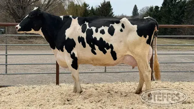 Steffes Group | Holstein Cow - Tag 707