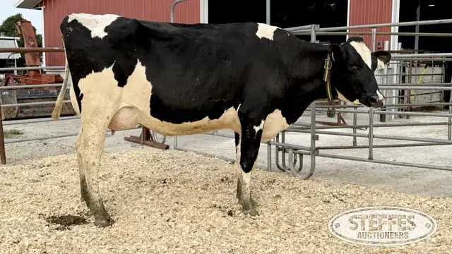 Holstein Cow - Tag 920