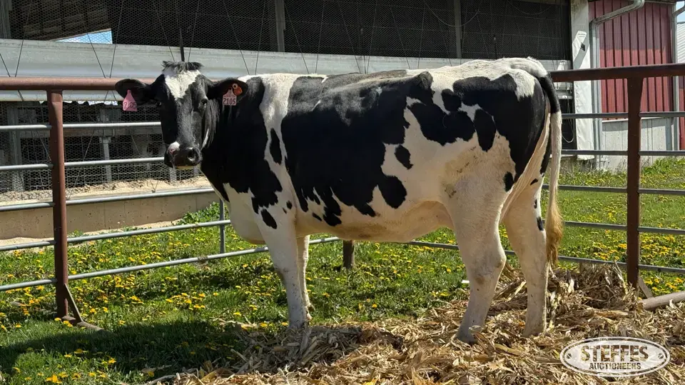 (6) Holstein Cows Fresh or Dry Dairy Cattle