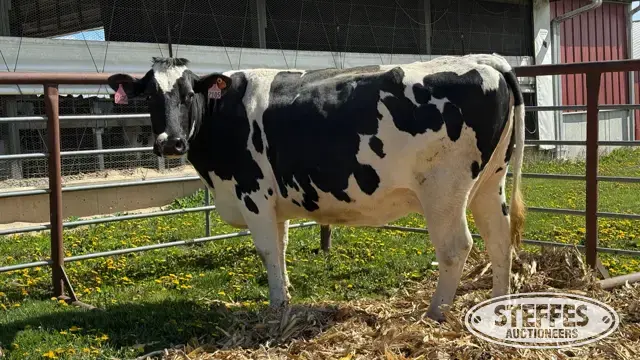 (6) Holstein Cows Fresh or Dry