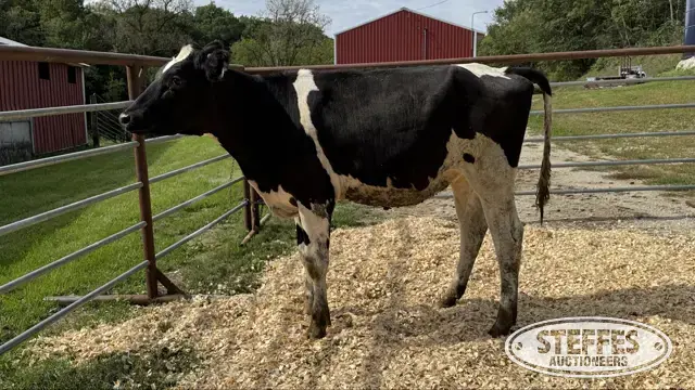 Holstein Heifer - Tag 1013