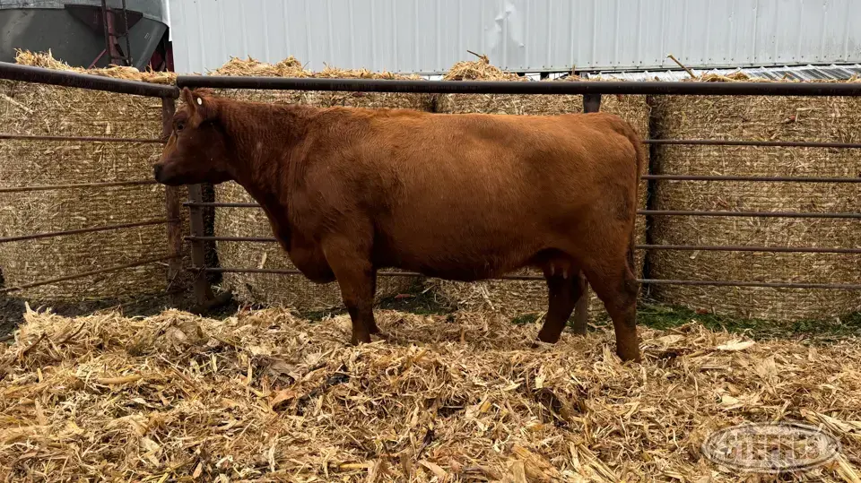 (3) Beef cows Beef Cattle