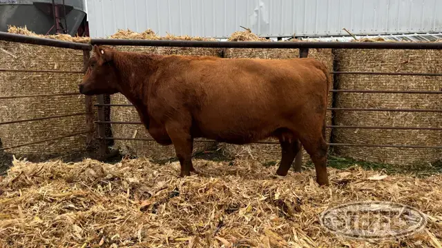 (3) Beef cows
