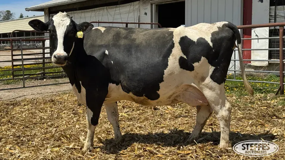 (4) Holstein Cows Fresh or Dry Dairy Cattle