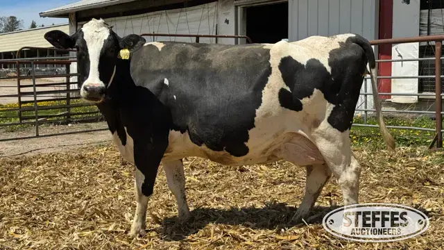(4) Holstein Cows Fresh or Dry