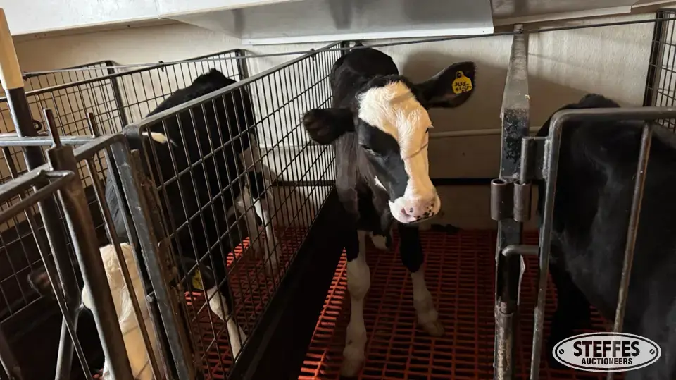 (3) Crossbred Open Heifers Dairy Cattle