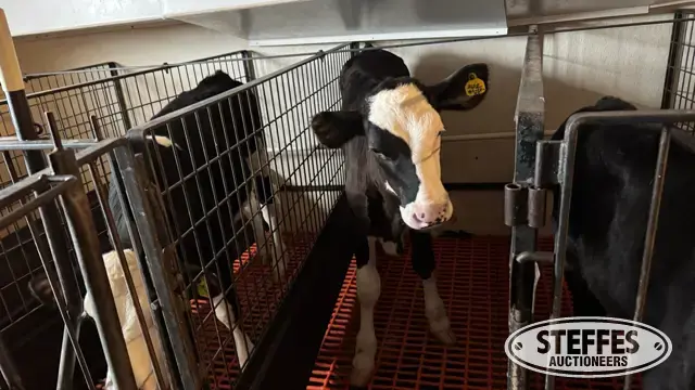 (3) Crossbred Open Heifers