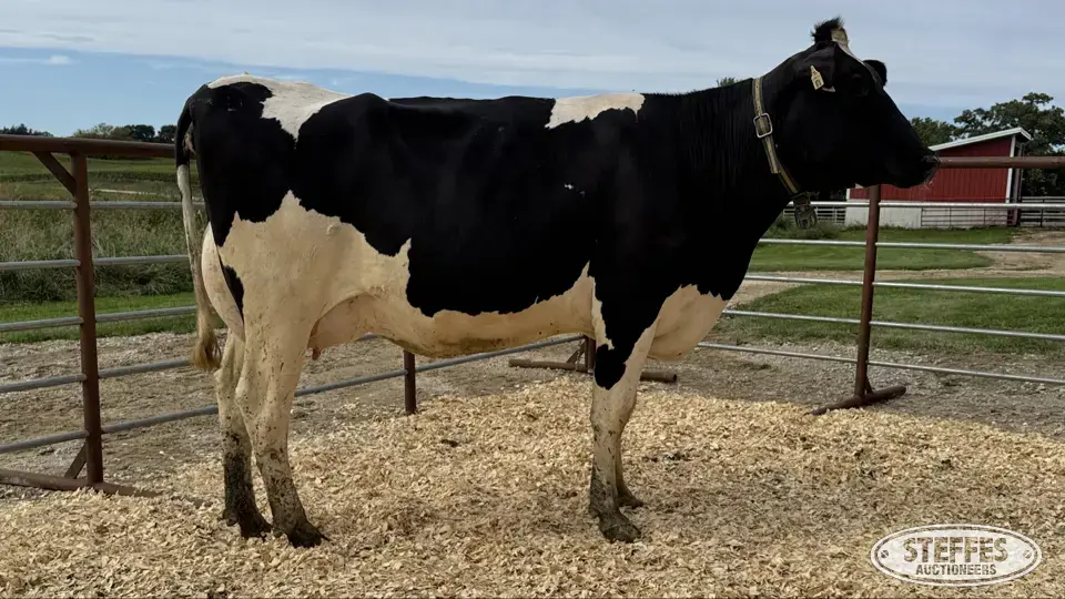 Holstein Cow - Tag 874 Dairy Cattle
