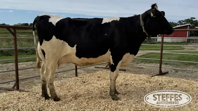Holstein Cow - Tag 874
