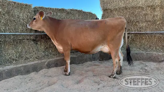JX VAN DELL TACKO 1777 (5)