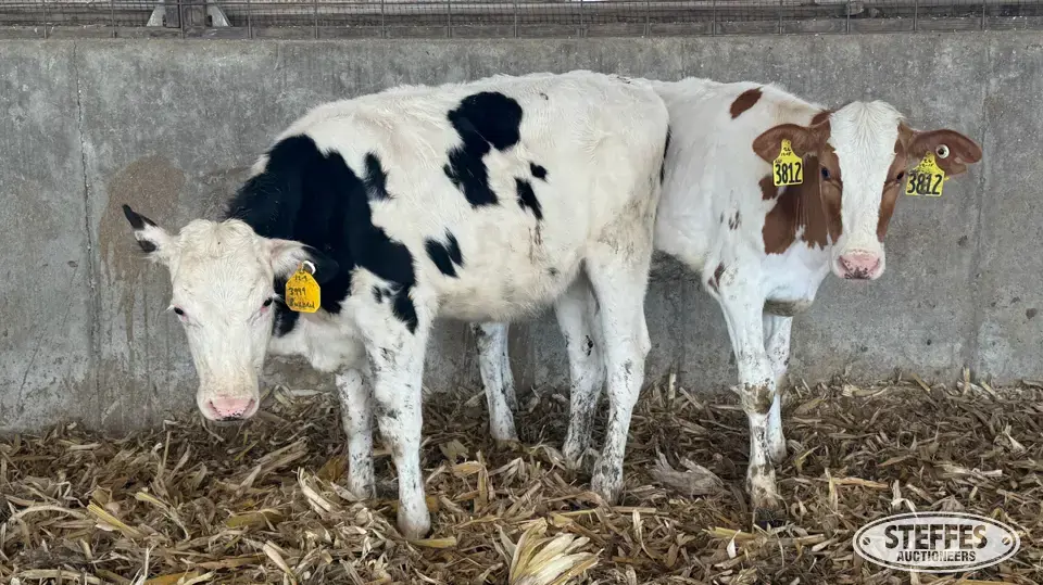 (5) Holstein Open Heifers Dairy Cattle