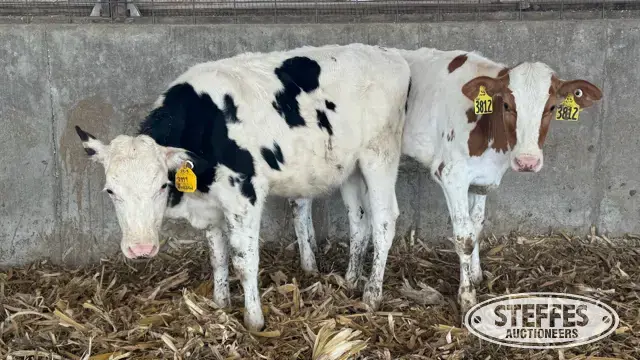 (5) Holstein Open Heifers