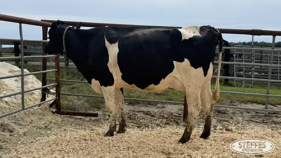 Holstein Cow - Tag 911 Dairy Cattle