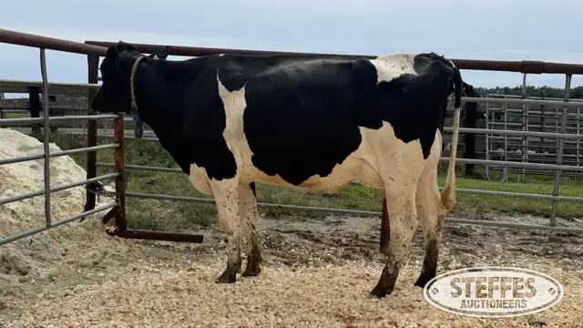 Holstein Cow - Tag 911