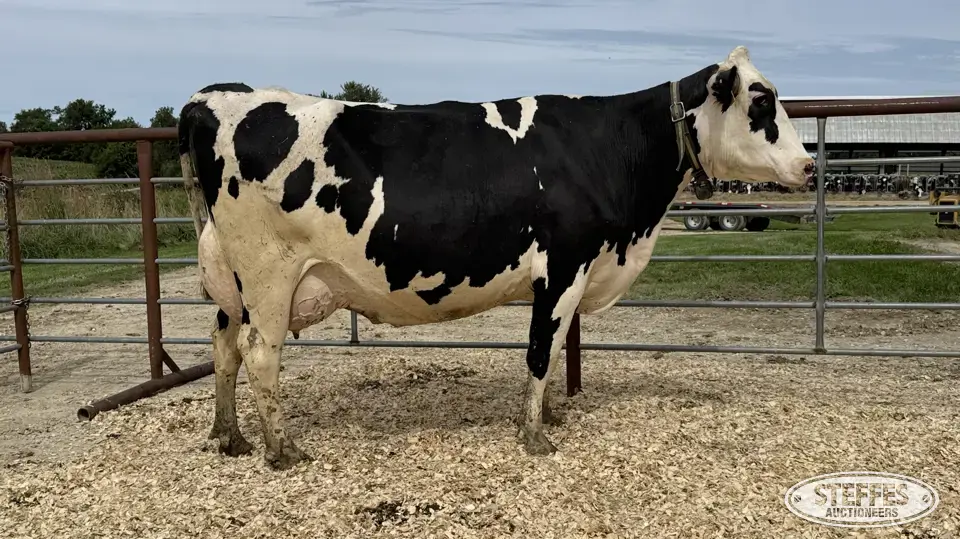 Holstein Cow - Tag 748 Dairy Cattle