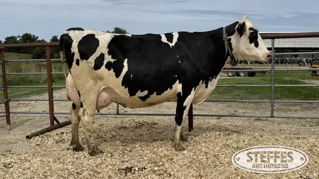 Holstein Cow - Tag 748