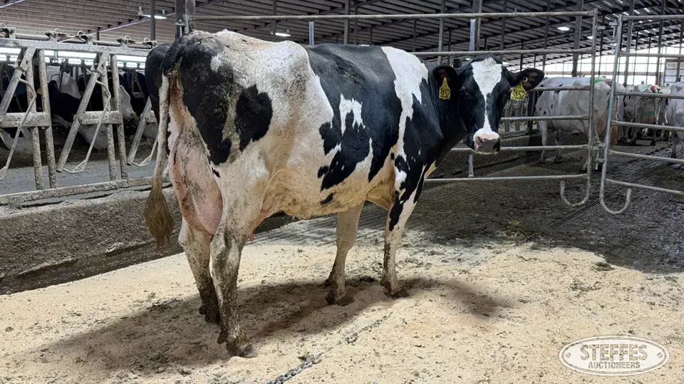 (4) Holstein Cows Dairy Cattle