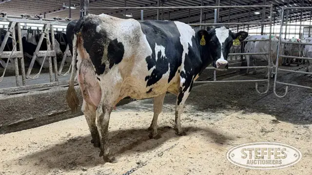 (4) Holstein Cows