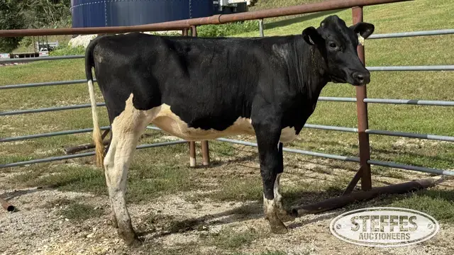 Holstein Heifer - Tag 1026